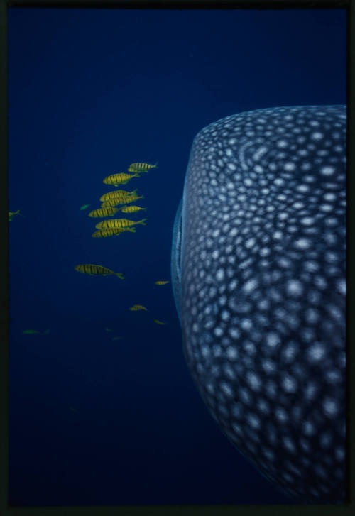 Mouth of whale shark and golden trevallies