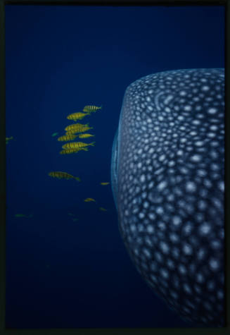Mouth of whale shark and golden trevallies