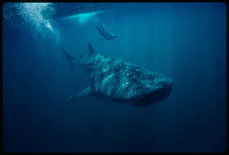 Diver swimming above whale shark