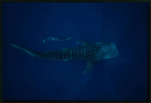 Whale shark from above