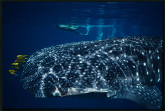 Whale shark and diver swimming above