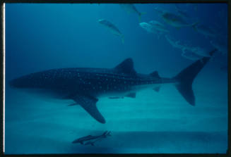 Whale shark and other fish swimming above sandy seafloor