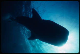 Silhouette of whale shark