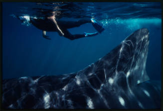 Diver swimming above whale shark near surface of water