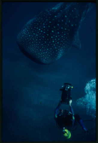 Whale shark and diver with camera from above