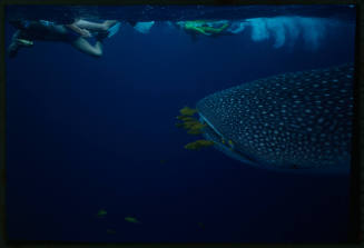 Whale shark near surface of water and two divers