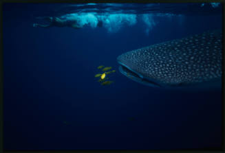 Whale shark and diver near surface of water