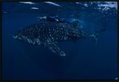 Two divers swimming above whale shark