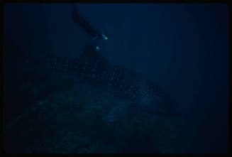 Diver swimming above whale shark