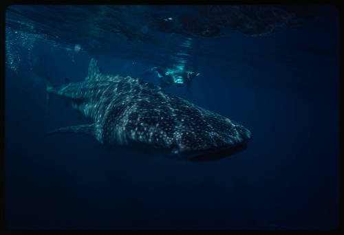 Diver with camera swimming above whale shark