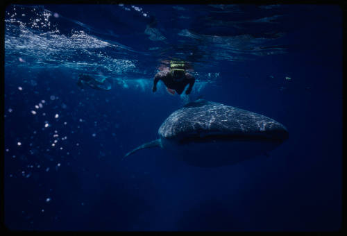 Two divers and a whale shark near surface of water