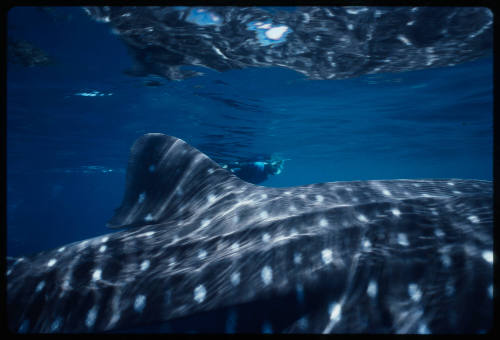 Diver swimming on other side of dorsal fin of whale shark