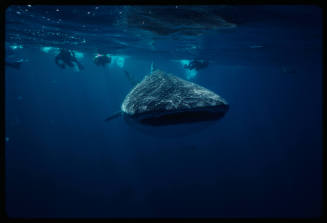 Divers and whale shark near surface of water swimming towards camera