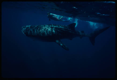 Diver swimming above whale shark near surface of water