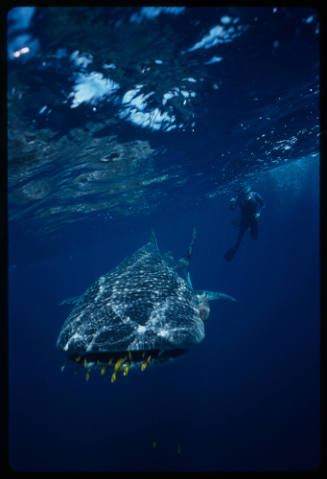 Whale shark swimming towards camera and diver with camera