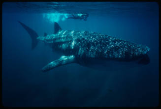 Diver with camera swimming above whale shark