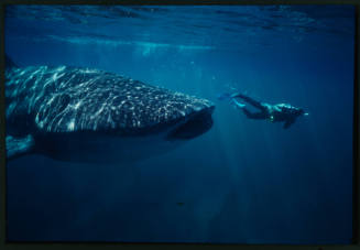 Whale shark and Ron Taylor with camera near surface of water