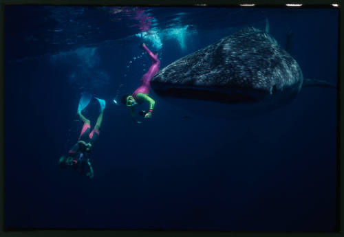 Whale shark and two divers with cameras