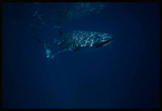 Whale shark swimming near surface of water