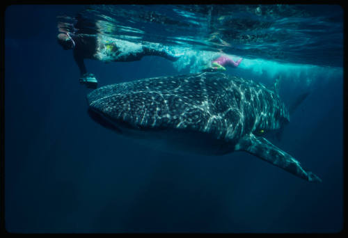 Two divers and whale shark near surface of water