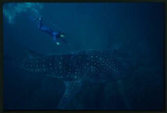 Whale shark and diver swimming down towards it