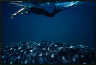 Diver swimming above whale shark