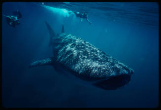 Whale shark and two divers near surface of water