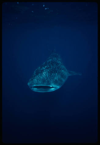 Whale shark swimming towards camera