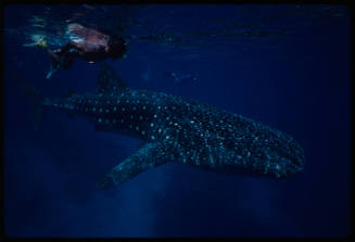 Whale shark and two divers near surface of water