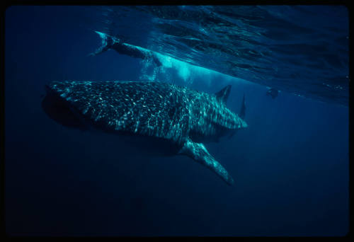 Whale shark and two divers near surface of water