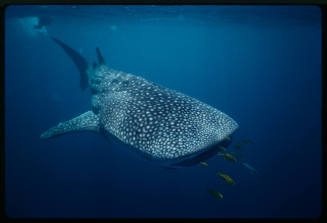 Whale shark near surface of water