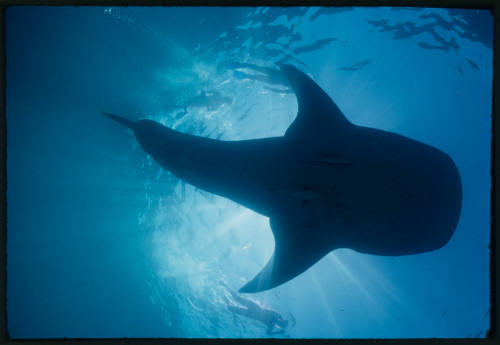 Silhouette of whale shark and diver above camera