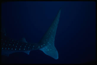 Caudal fin of whale shark