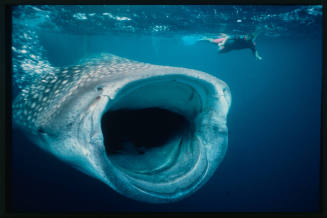 Diver and whale shark with mouth wide open