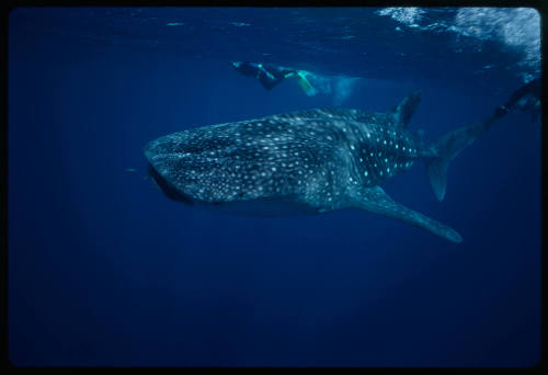 Three divers and whale shark near surface of water