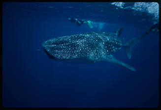 Three divers and whale shark near surface of water