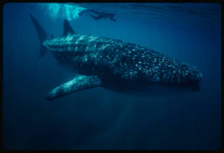 Whale shark and diver with camera near surface of water