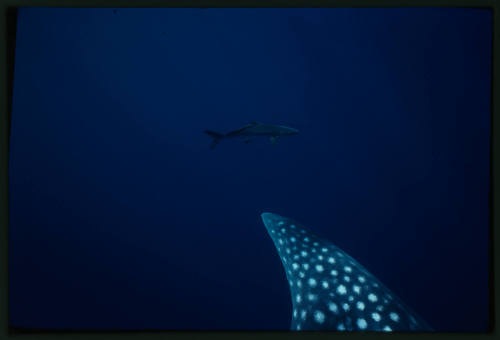 Fin of a whale shark and another shark in the distance