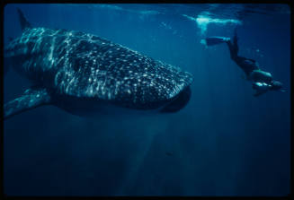 Whale shark and diver with camera near surface of water