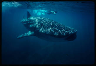 Whale shark and diver with camera near surface of water