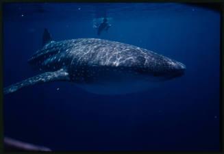 Whale shark and diver above with camera