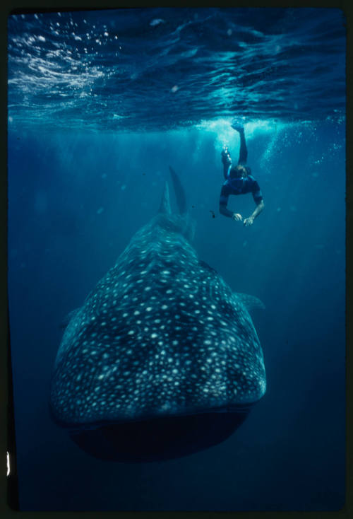 Diver and whale shark swimming towards camera