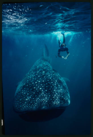 Diver and whale shark swimming towards camera