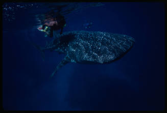 Whale shark and two divers near surface of water