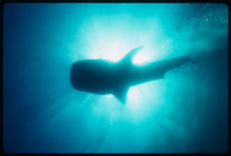 Silhouette of a whale shark above the camera