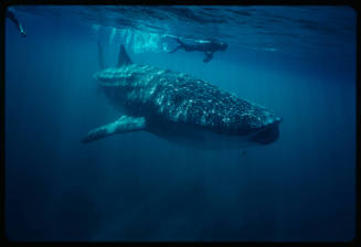 Whale shark and diver with camera near surface of water