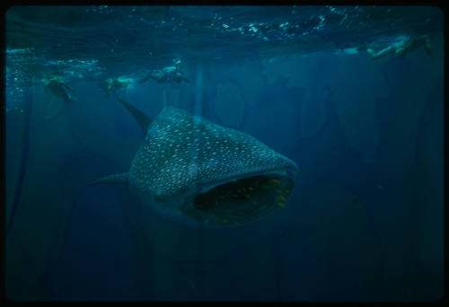 Whale shark and four divers near surface of water