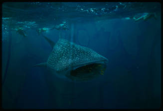 Whale shark and four divers near surface of water