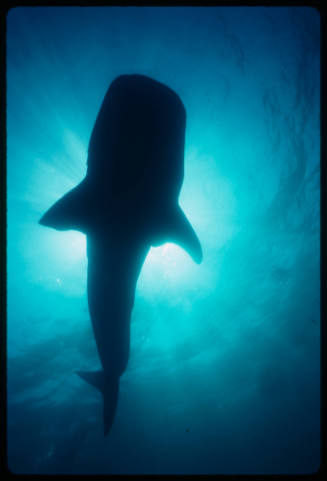 Silhouette of a whale shark swimming above camera