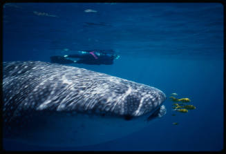 Head of whale shark and diver near surface of water